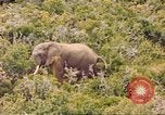 Standbild Elephant Afrika südlich der Sahara, 1958, aus Sekunde 41 historischem Filmmaterial Videoclip 65675058731