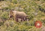 Standbild Elephant Afrika südlich der Sahara, 1958, aus Sekunde 42 historischem Filmmaterial Videoclip 65675058731