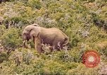 Standbild Elephant Afrika südlich der Sahara, 1958, aus Sekunde 43 historischem Filmmaterial Videoclip 65675058731