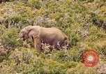 Standbild Elephant Afrika südlich der Sahara, 1958, aus Sekunde 44 historischem Filmmaterial Videoclip 65675058731