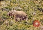 Standbild Elephant Afrika südlich der Sahara, 1958, aus Sekunde 45 historischem Filmmaterial Videoclip 65675058731