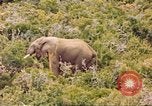 Standbild Elephant Afrika südlich der Sahara, 1958, aus Sekunde 46 historischem Filmmaterial Videoclip 65675058731