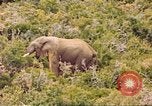 Standbild Elephant Afrika südlich der Sahara, 1958, aus Sekunde 47 historischem Filmmaterial Videoclip 65675058731