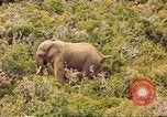 Standbild Elephant Afrika südlich der Sahara, 1958, aus Sekunde 48 historischem Filmmaterial Videoclip 65675058731