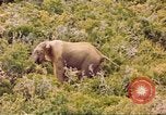 Standbild Elephant Afrika südlich der Sahara, 1958, aus Sekunde 49 historischem Filmmaterial Videoclip 65675058731