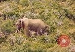 Standbild Elephant Afrika südlich der Sahara, 1958, aus Sekunde 50 historischem Filmmaterial Videoclip 65675058731