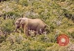 Standbild Elephant Afrika südlich der Sahara, 1958, aus Sekunde 51 historischem Filmmaterial Videoclip 65675058731
