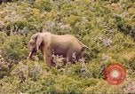 Standbild Elephant Afrika südlich der Sahara, 1958, aus Sekunde 52 historischem Filmmaterial Videoclip 65675058731