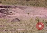 Standbild Rhinoceros Afrika südlich der Sahara, 1958, aus Sekunde 1 historischem Filmmaterial Videoclip 65675058732