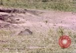 Standbild Rhinoceros Afrika südlich der Sahara, 1958, aus Sekunde 3 historischem Filmmaterial Videoclip 65675058732