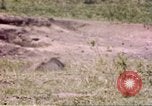 Standbild Rhinoceros Afrika südlich der Sahara, 1958, aus Sekunde 4 historischem Filmmaterial Videoclip 65675058732