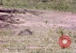 Standbild Rhinoceros Afrika südlich der Sahara, 1958, aus Sekunde 5 historischem Filmmaterial Videoclip 65675058732