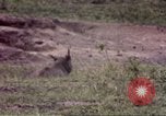 Standbild Rhinoceros Afrika südlich der Sahara, 1958, aus Sekunde 7 historischem Filmmaterial Videoclip 65675058732
