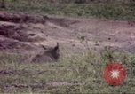 Standbild Rhinoceros Afrika südlich der Sahara, 1958, aus Sekunde 8 historischem Filmmaterial Videoclip 65675058732