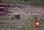 Standbild Rhinoceros Afrika südlich der Sahara, 1958, aus Sekunde 9 historischem Filmmaterial Videoclip 65675058732