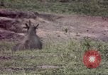 Standbild Rhinoceros Afrika südlich der Sahara, 1958, aus Sekunde 10 historischem Filmmaterial Videoclip 65675058732