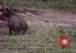 Standbild Rhinoceros Afrika südlich der Sahara, 1958, aus Sekunde 11 historischem Filmmaterial Videoclip 65675058732