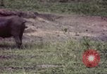Standbild Rhinoceros Afrika südlich der Sahara, 1958, aus Sekunde 12 historischem Filmmaterial Videoclip 65675058732