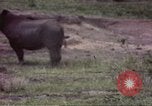 Standbild Rhinoceros Afrika südlich der Sahara, 1958, aus Sekunde 13 historischem Filmmaterial Videoclip 65675058732