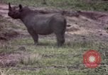 Standbild Rhinoceros Afrika südlich der Sahara, 1958, aus Sekunde 14 historischem Filmmaterial Videoclip 65675058732