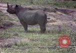 Standbild Rhinoceros Afrika südlich der Sahara, 1958, aus Sekunde 15 historischem Filmmaterial Videoclip 65675058732