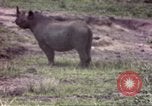Standbild Rhinoceros Afrika südlich der Sahara, 1958, aus Sekunde 16 historischem Filmmaterial Videoclip 65675058732