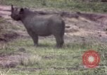 Standbild Rhinoceros Afrika südlich der Sahara, 1958, aus Sekunde 17 historischem Filmmaterial Videoclip 65675058732