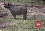 Standbild Rhinoceros Afrika südlich der Sahara, 1958, aus Sekunde 19 historischem Filmmaterial Videoclip 65675058732
