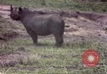 Standbild Rhinoceros Afrika südlich der Sahara, 1958, aus Sekunde 20 historischem Filmmaterial Videoclip 65675058732