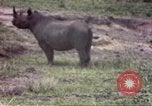 Standbild Rhinoceros Afrika südlich der Sahara, 1958, aus Sekunde 21 historischem Filmmaterial Videoclip 65675058732