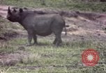 Standbild Rhinoceros Afrika südlich der Sahara, 1958, aus Sekunde 22 historischem Filmmaterial Videoclip 65675058732