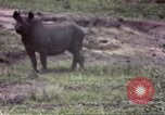 Standbild Rhinoceros Afrika südlich der Sahara, 1958, aus Sekunde 23 historischem Filmmaterial Videoclip 65675058732