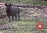 Standbild Rhinoceros Afrika südlich der Sahara, 1958, aus Sekunde 24 historischem Filmmaterial Videoclip 65675058732