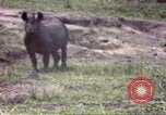 Standbild Rhinoceros Afrika südlich der Sahara, 1958, aus Sekunde 25 historischem Filmmaterial Videoclip 65675058732
