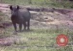 Standbild Rhinoceros Afrika südlich der Sahara, 1958, aus Sekunde 26 historischem Filmmaterial Videoclip 65675058732
