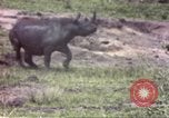 Standbild Rhinoceros Afrika südlich der Sahara, 1958, aus Sekunde 28 historischem Filmmaterial Videoclip 65675058732