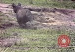 Standbild Rhinoceros Afrika südlich der Sahara, 1958, aus Sekunde 29 historischem Filmmaterial Videoclip 65675058732