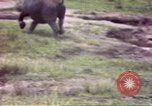 Standbild Rhinoceros Afrika südlich der Sahara, 1958, aus Sekunde 30 historischem Filmmaterial Videoclip 65675058732