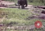 Standbild Rhinoceros Afrika südlich der Sahara, 1958, aus Sekunde 31 historischem Filmmaterial Videoclip 65675058732