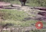 Standbild Rhinoceros Afrika südlich der Sahara, 1958, aus Sekunde 32 historischem Filmmaterial Videoclip 65675058732
