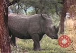 Standbild Rhinoceros Afrika südlich der Sahara, 1958, aus Sekunde 33 historischem Filmmaterial Videoclip 65675058732