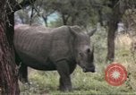 Standbild Rhinoceros Afrika südlich der Sahara, 1958, aus Sekunde 34 historischem Filmmaterial Videoclip 65675058732