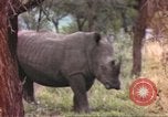 Standbild Rhinoceros Afrika südlich der Sahara, 1958, aus Sekunde 35 historischem Filmmaterial Videoclip 65675058732