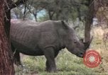 Standbild Rhinoceros Afrika südlich der Sahara, 1958, aus Sekunde 36 historischem Filmmaterial Videoclip 65675058732