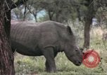 Standbild Rhinoceros Afrika südlich der Sahara, 1958, aus Sekunde 37 historischem Filmmaterial Videoclip 65675058732