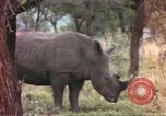 Standbild Rhinoceros Afrika südlich der Sahara, 1958, aus Sekunde 38 historischem Filmmaterial Videoclip 65675058732