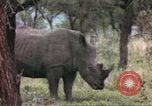 Standbild Rhinoceros Afrika südlich der Sahara, 1958, aus Sekunde 39 historischem Filmmaterial Videoclip 65675058732