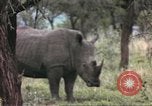 Standbild Rhinoceros Afrika südlich der Sahara, 1958, aus Sekunde 40 historischem Filmmaterial Videoclip 65675058732