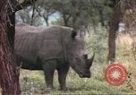 Standbild Rhinoceros Afrika südlich der Sahara, 1958, aus Sekunde 41 historischem Filmmaterial Videoclip 65675058732