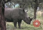 Standbild Rhinoceros Afrika südlich der Sahara, 1958, aus Sekunde 43 historischem Filmmaterial Videoclip 65675058732